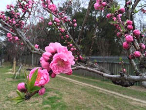 IMG_0968